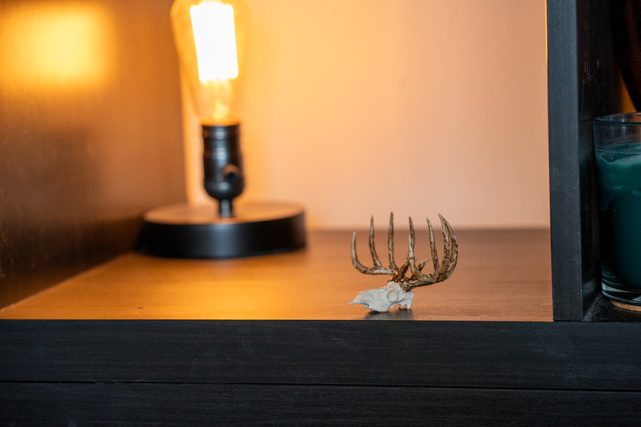 Mini Whitetail Deer Euro Mount - Hand Painted