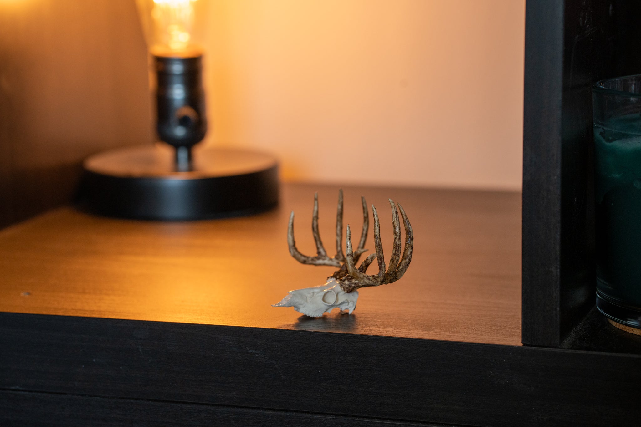 Mini Whitetail Deer Euro Mount - Hand Painted