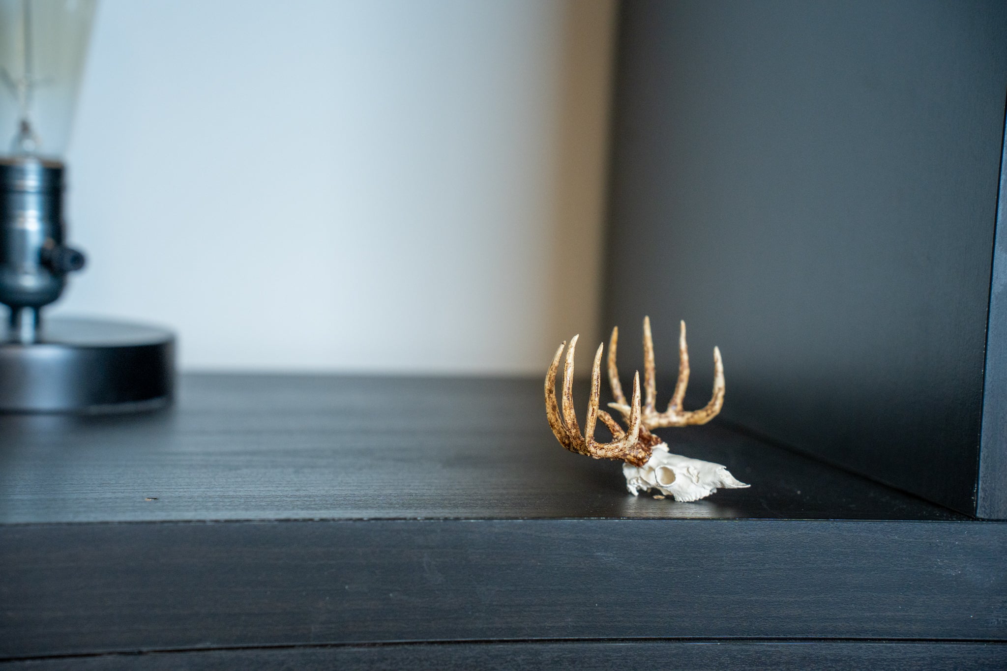 Mini Whitetail Deer Euro Mount - Hand Painted