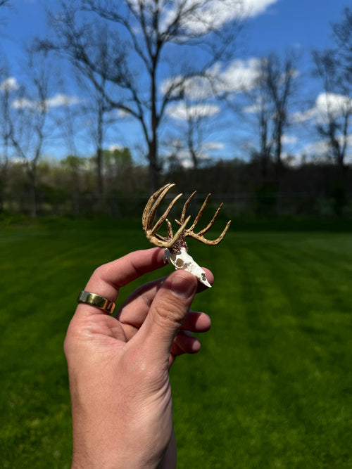 Mini Whitetail Deer Euro Mount - Hand Painted
