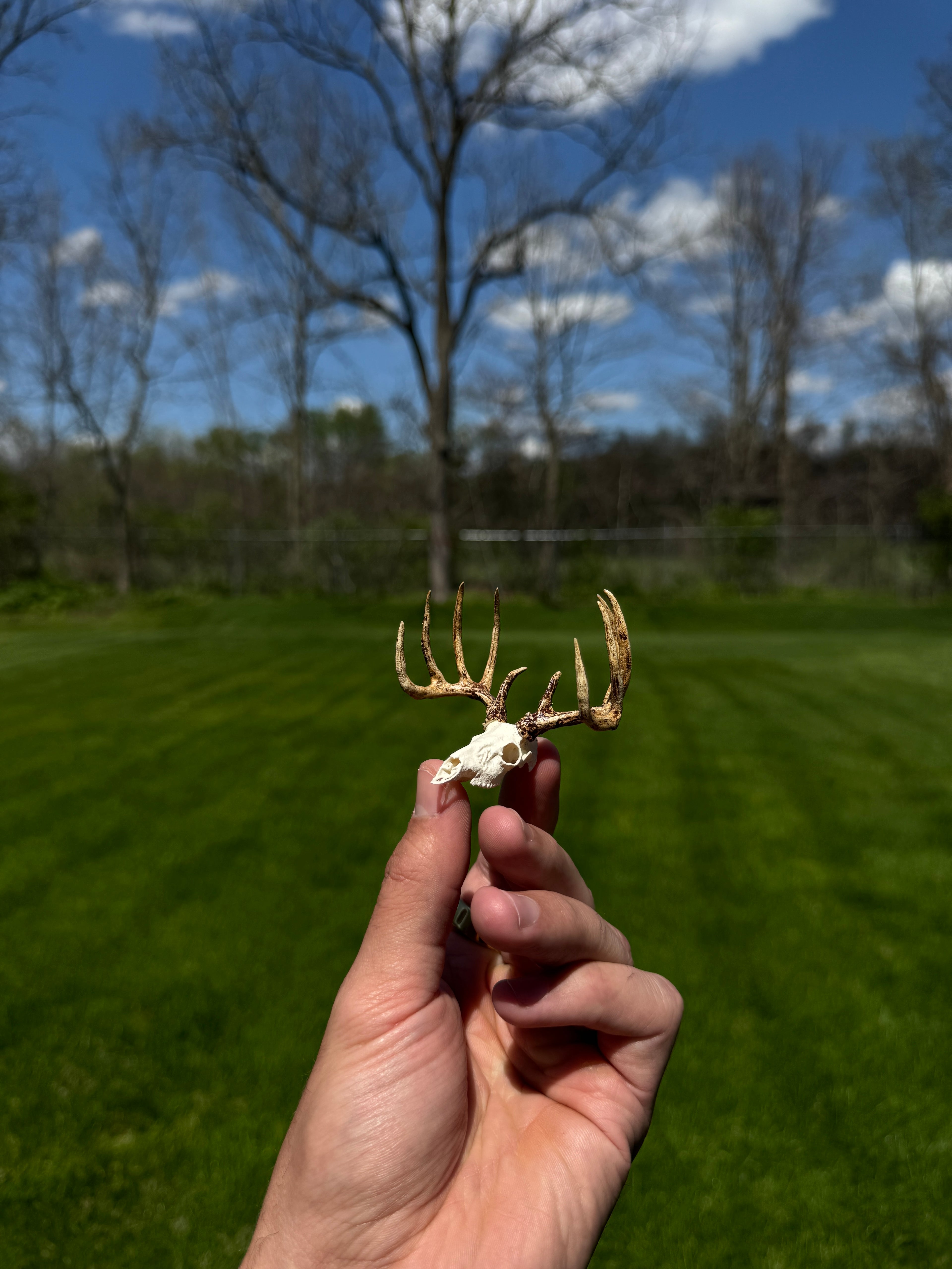 Mini Whitetail Deer Euro Mount - Hand Painted