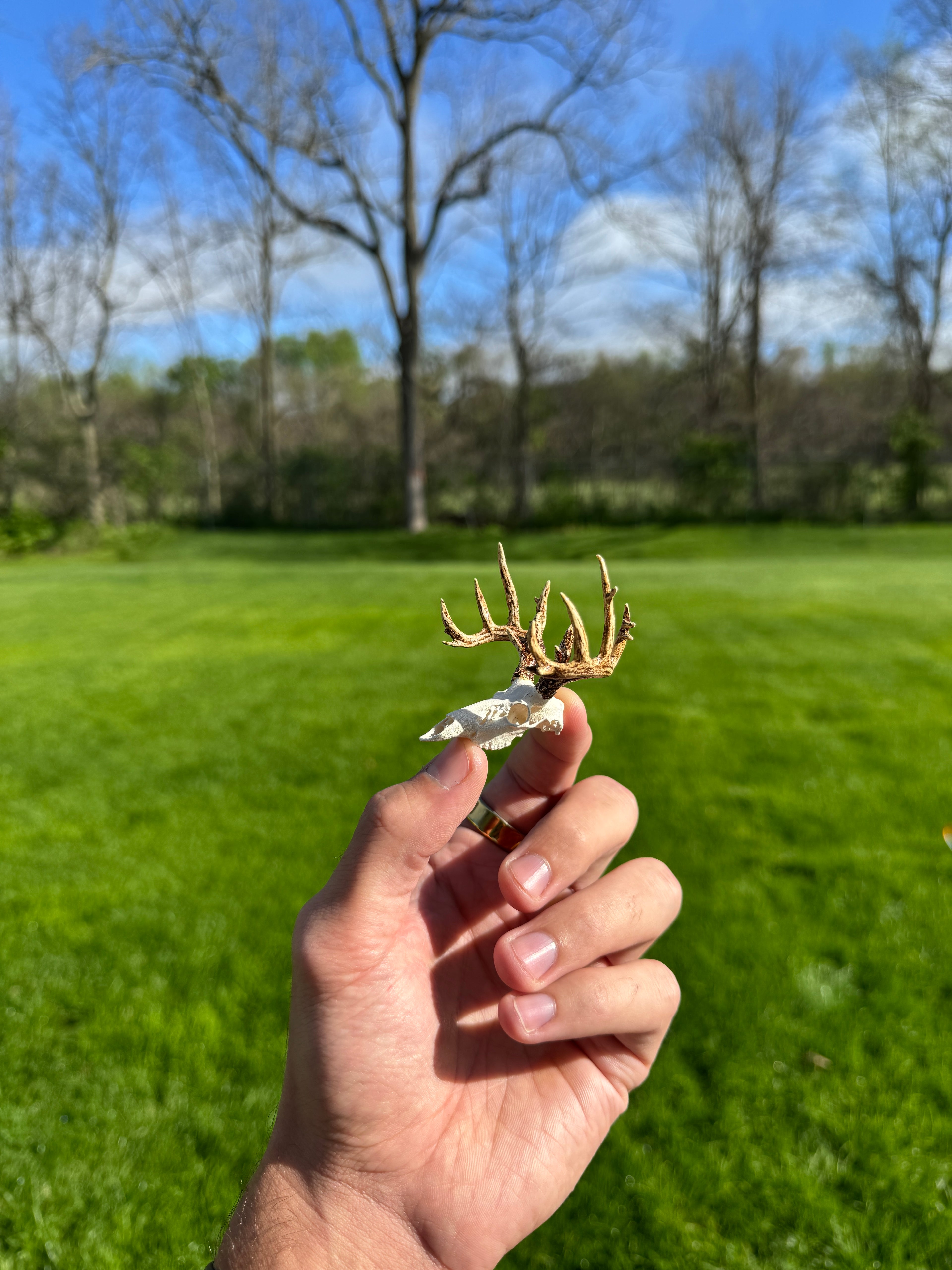 Mini Whitetail Deer Euro Mount - Non-Typical Painted