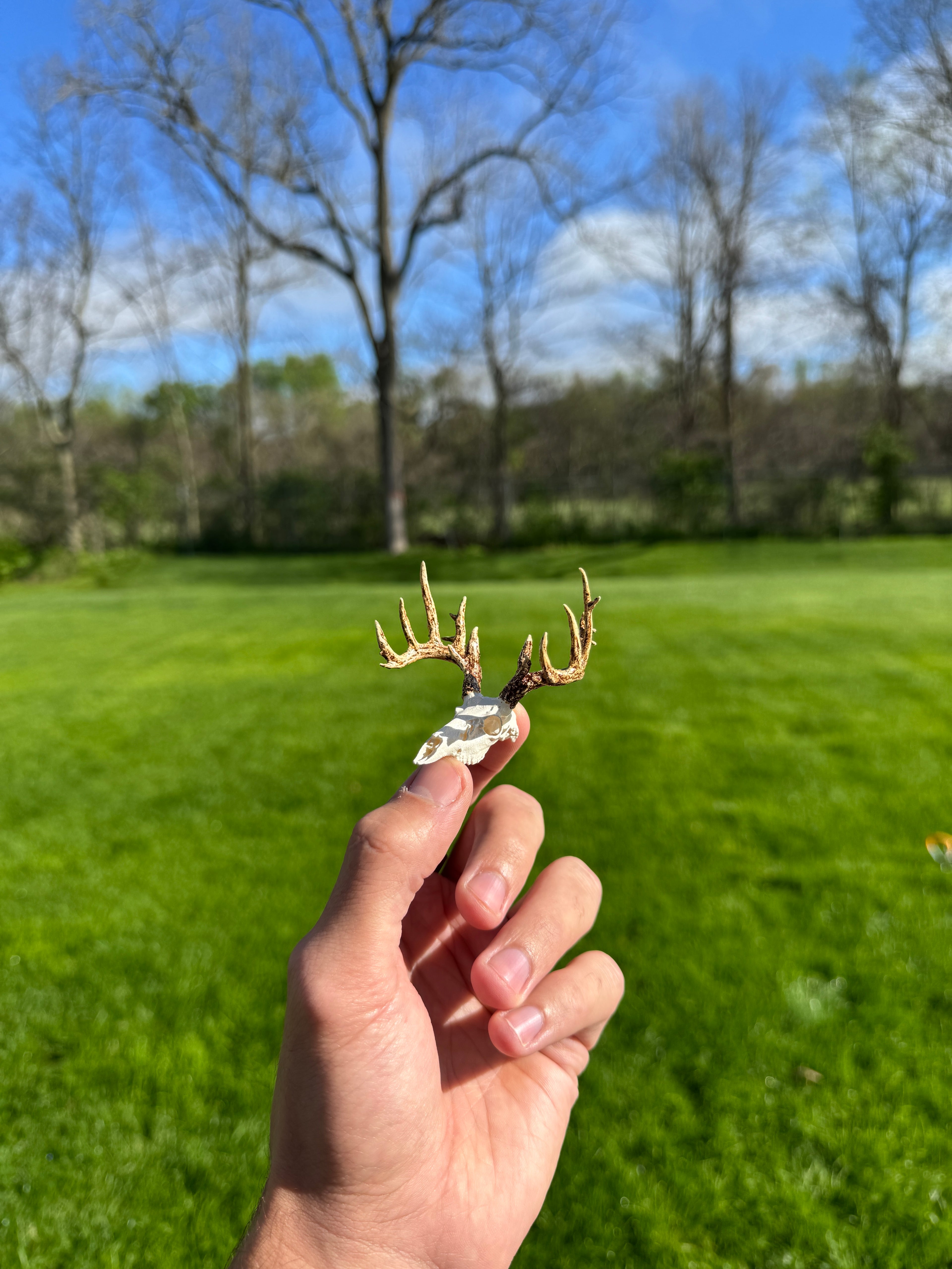 Mini Whitetail Deer Euro Mount - Non-Typical Painted