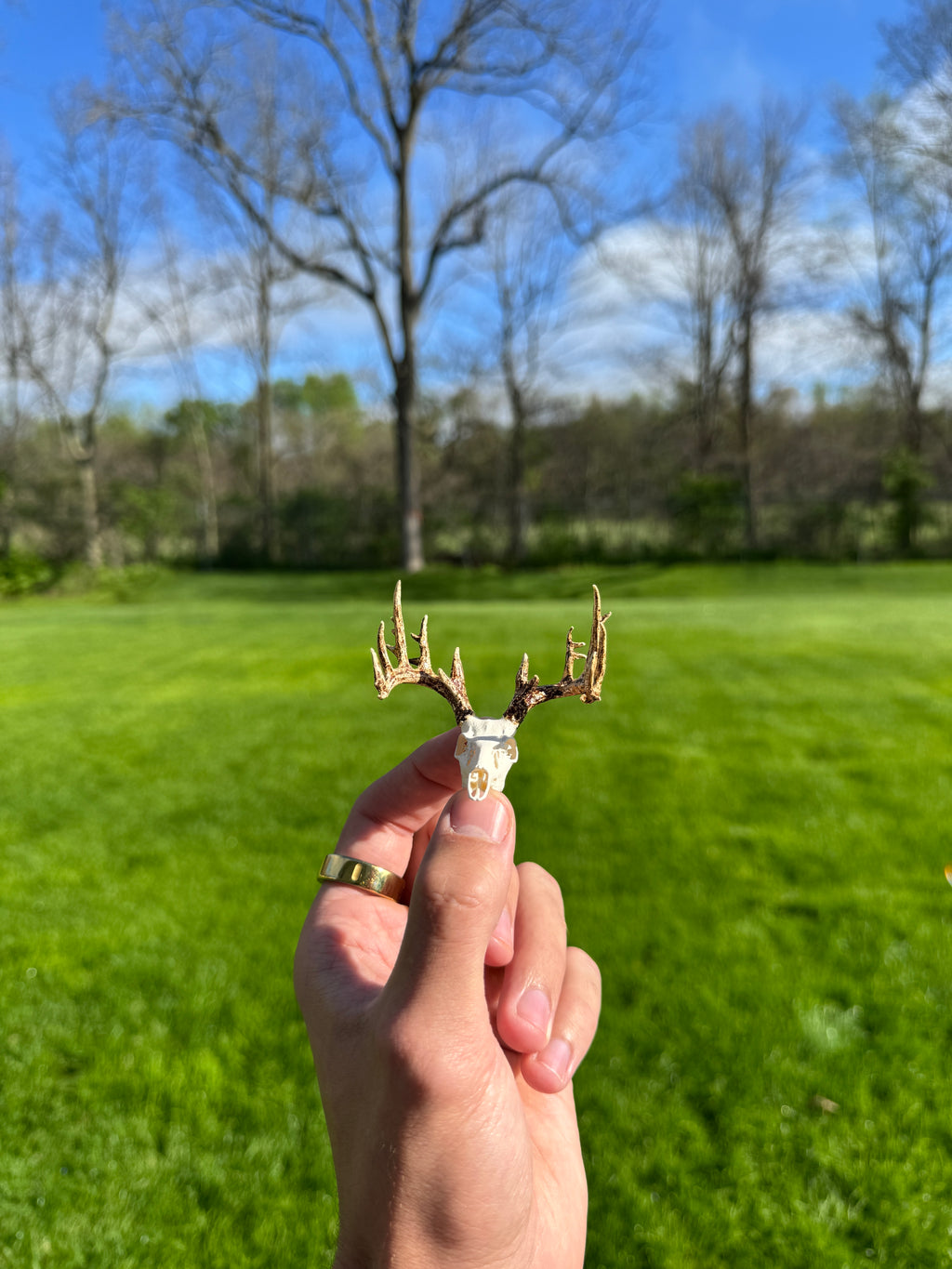 Mini Whitetail Deer Euro Mount - Non-Typical Painted