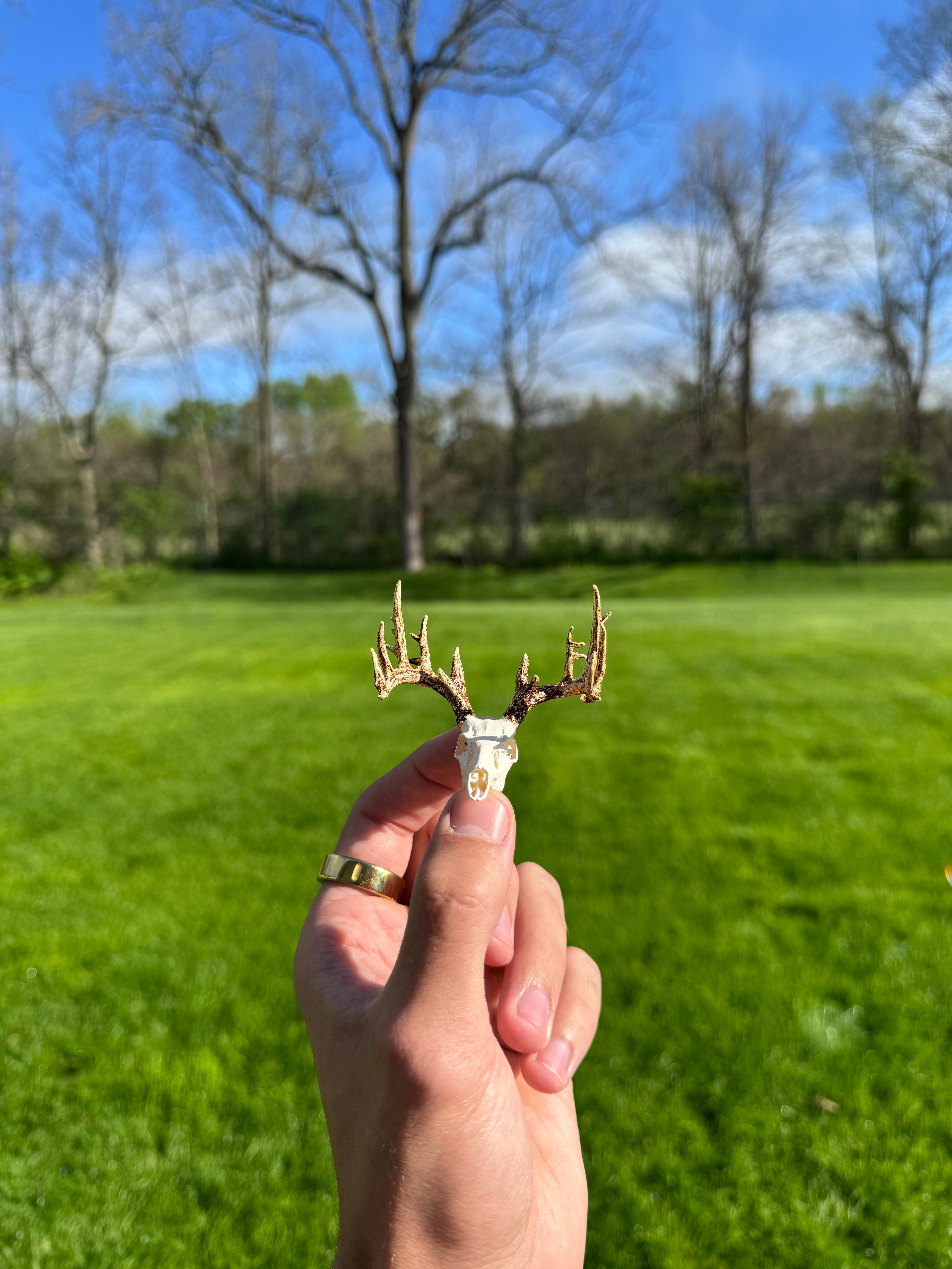 Mini Whitetail Deer Euro Mount - Non-Typical Painted