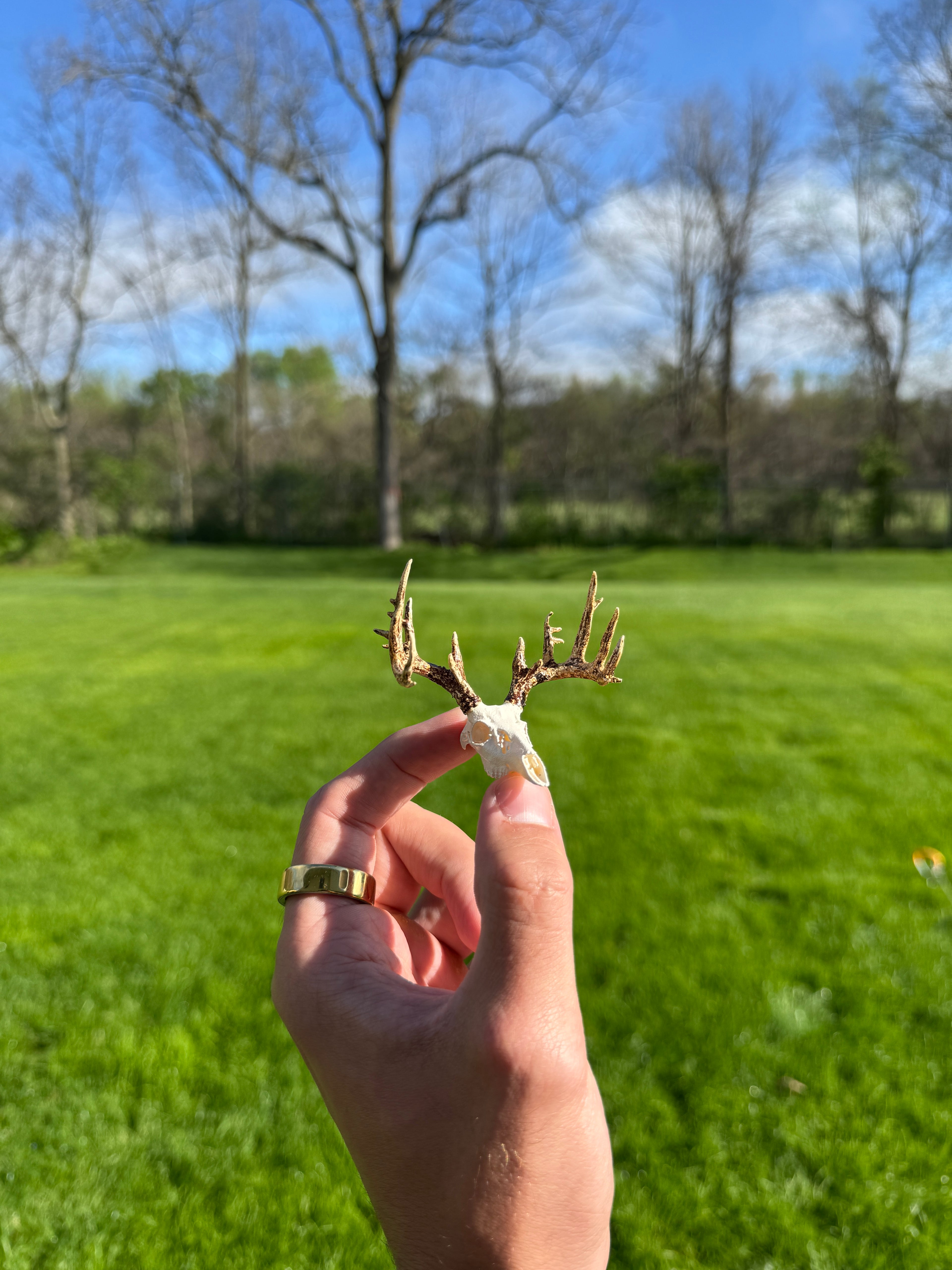 Mini Whitetail Deer Euro Mount - Non-Typical Painted