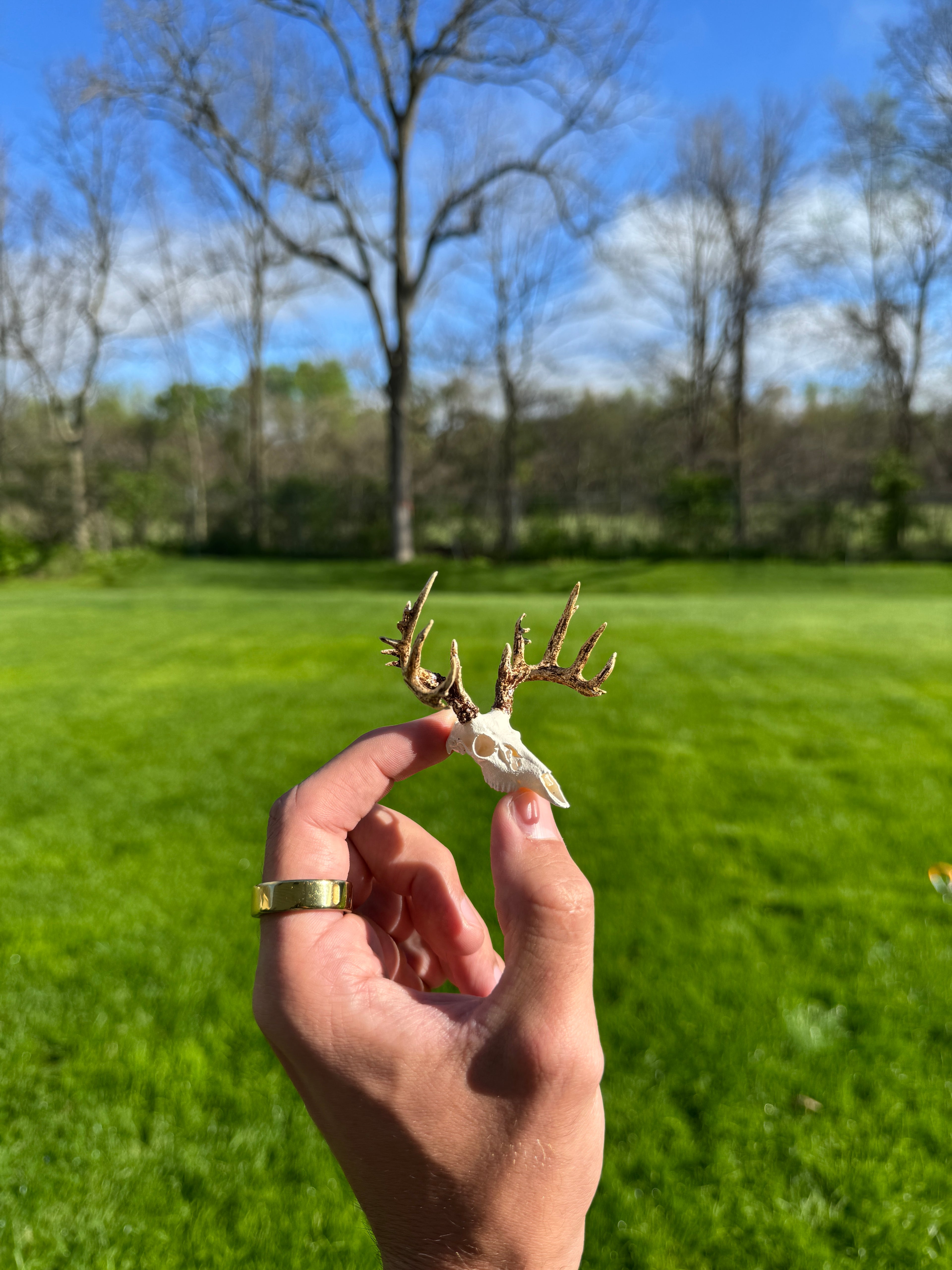 Mini Whitetail Deer Euro Mount - Non-Typical Painted