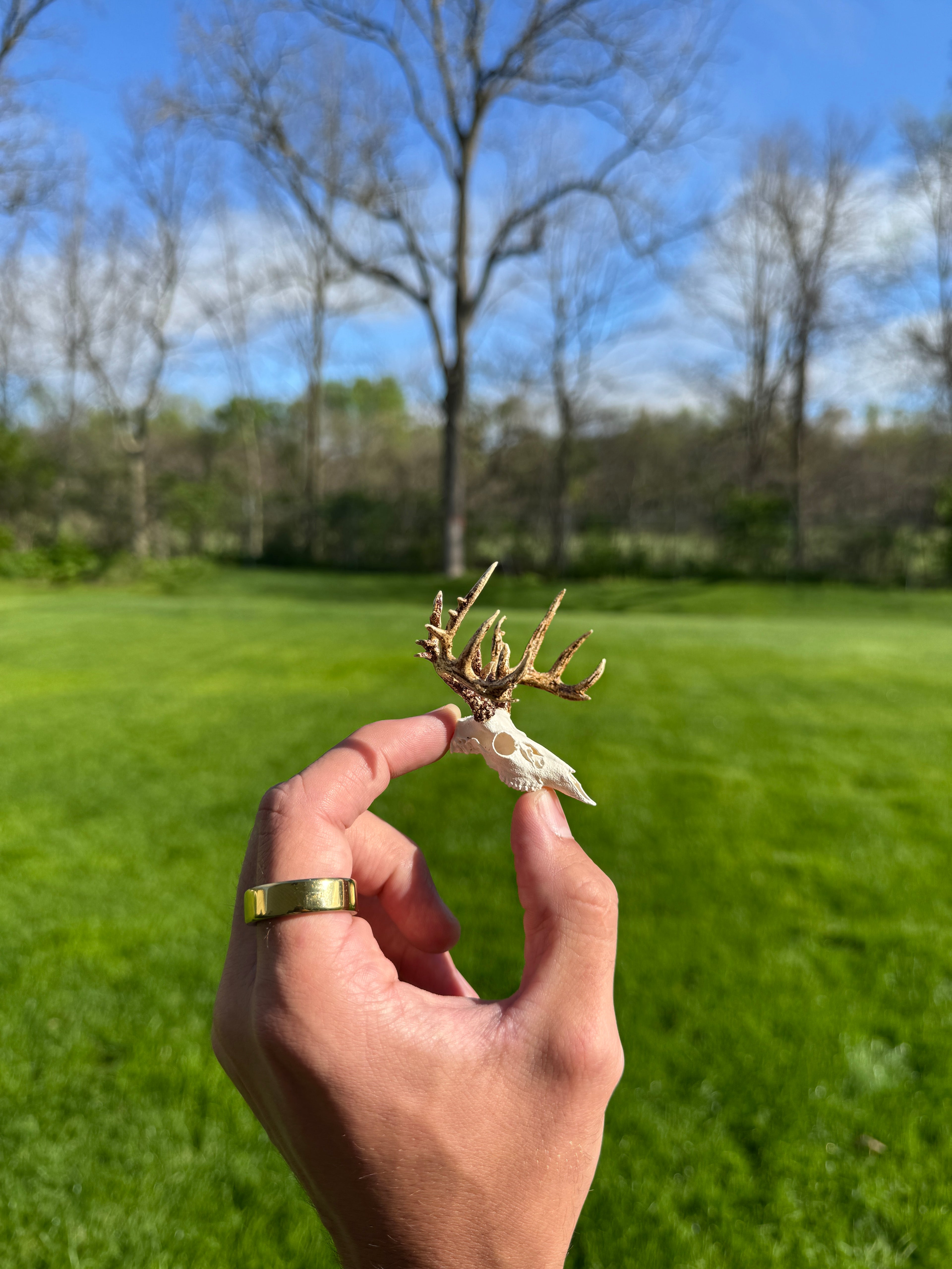 Mini Whitetail Deer Euro Mount - Non-Typical Painted