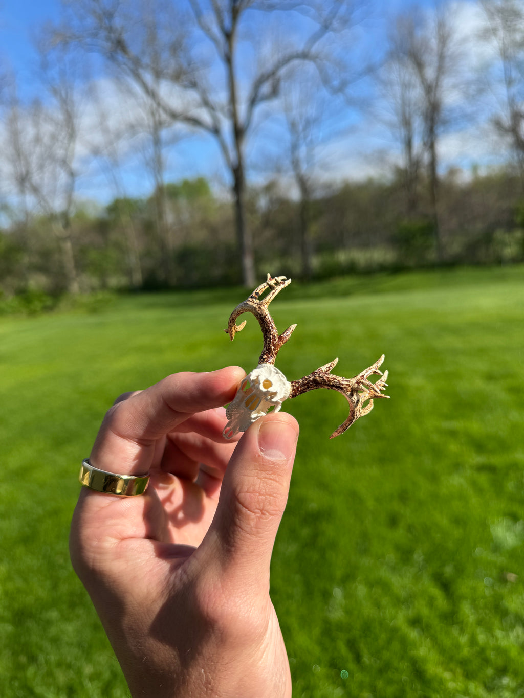 Mini Whitetail Deer Euro Mount - Non-Typical Painted