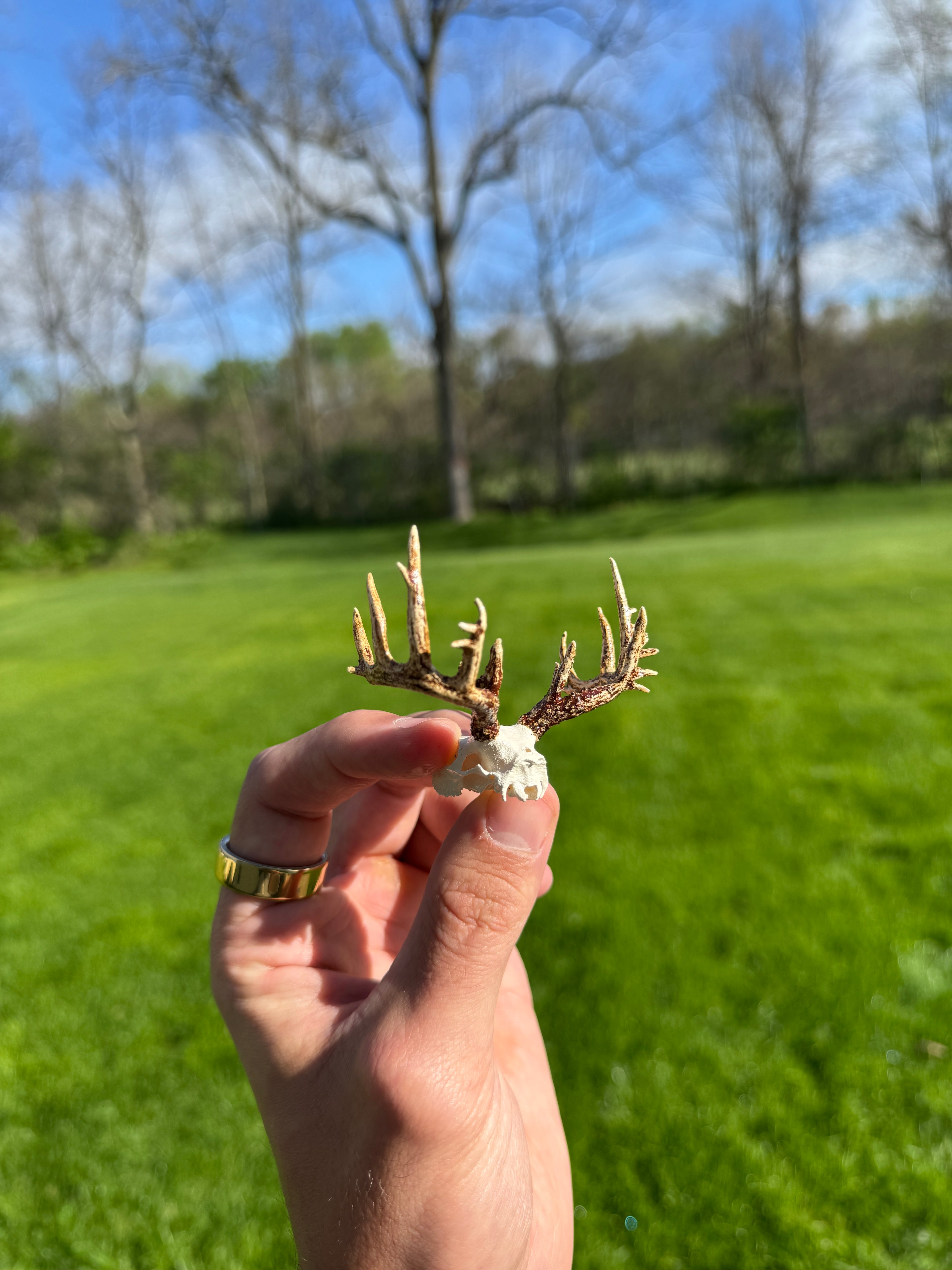 Mini Whitetail Deer Euro Mount - Non-Typical Painted