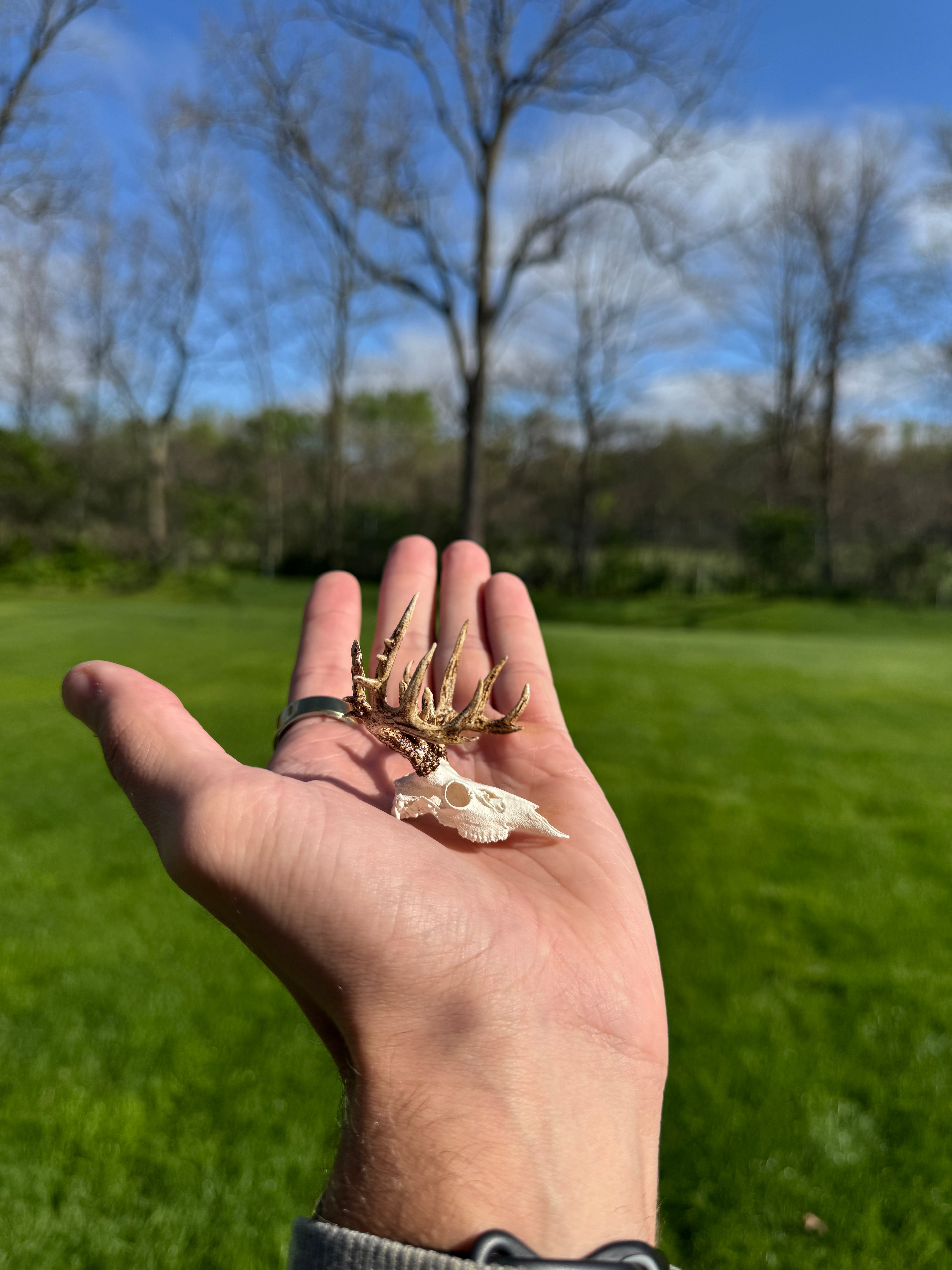 Mini Whitetail Deer Euro Mount - Non-Typical Painted