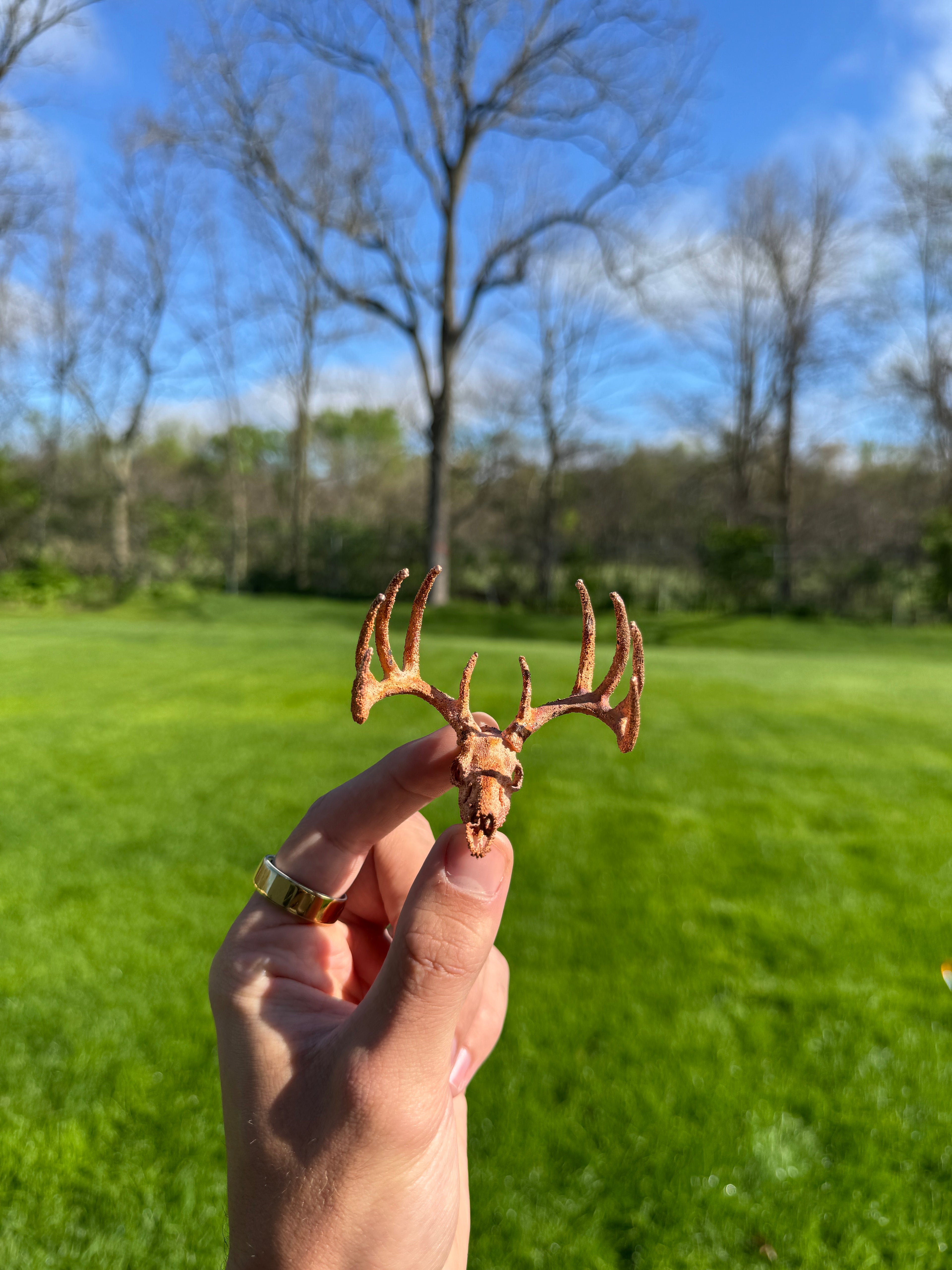Hand holding a small deer antler against a green grass and blue sky background