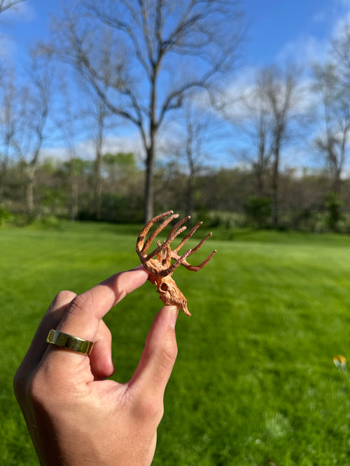 Hand holding a dried leaf against a natural background with trees and grass.