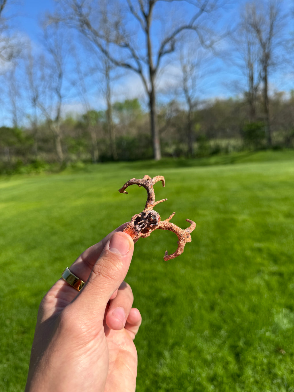 Hand holding a small decorative antler against a green grassy background