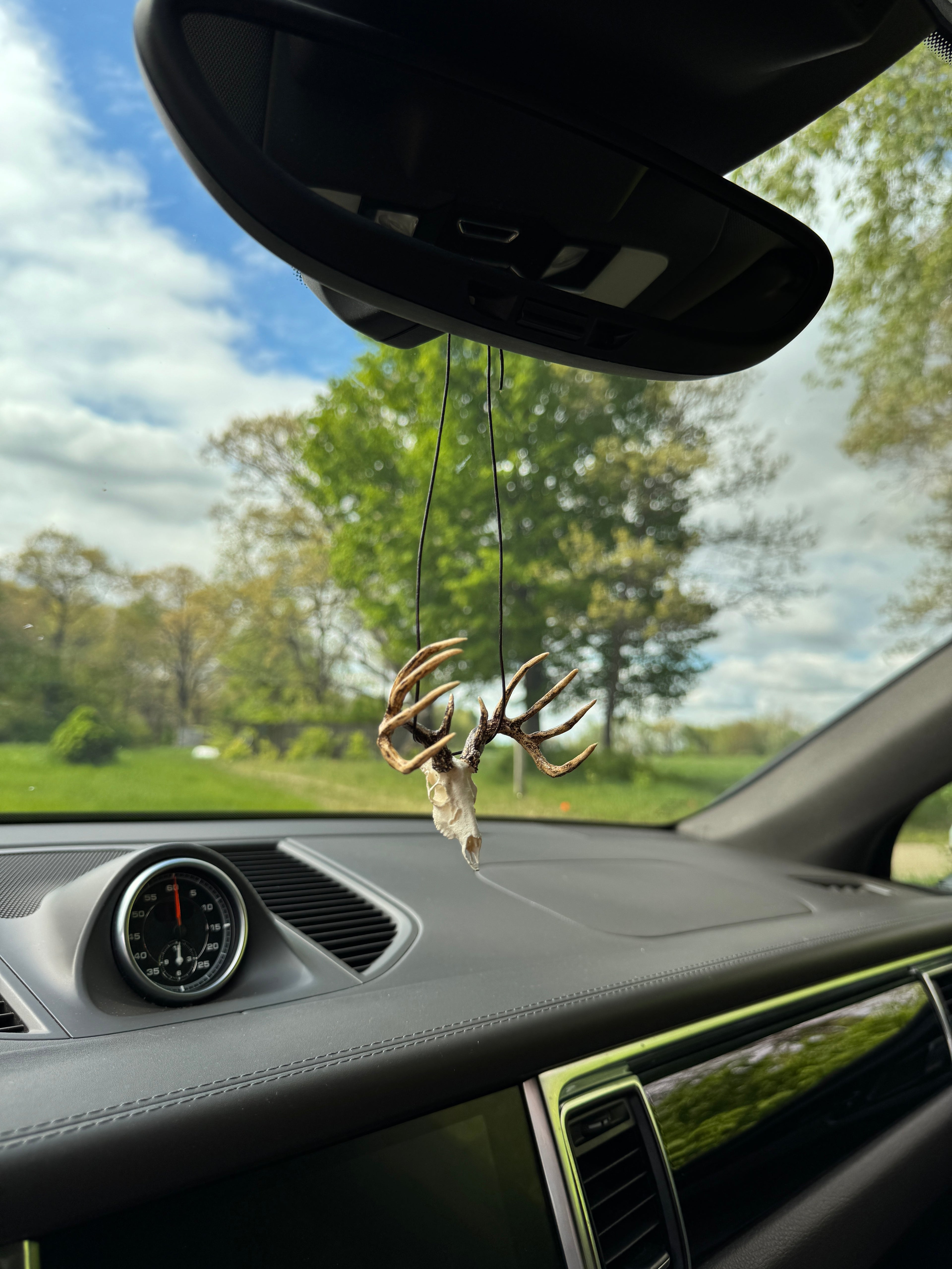 Mini Whitetail Deer Euro Mount - Hand Painted