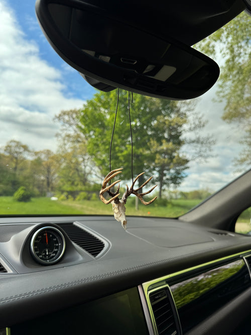 Mini Whitetail Deer Euro Mount - Hand Painted