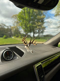 Mini Whitetail Deer Euro Mount - Non-Typical Painted