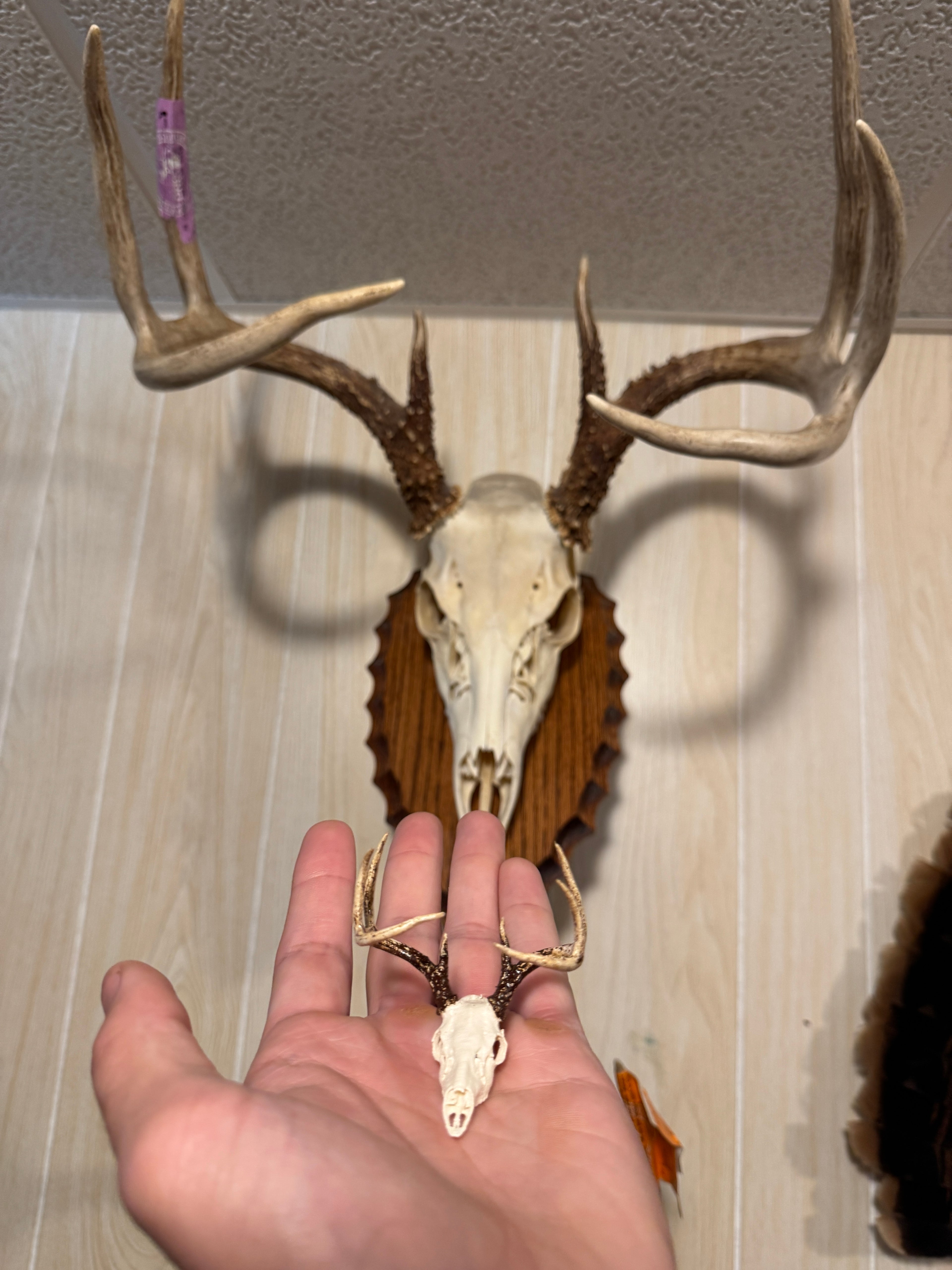 Replicate Your Buck
