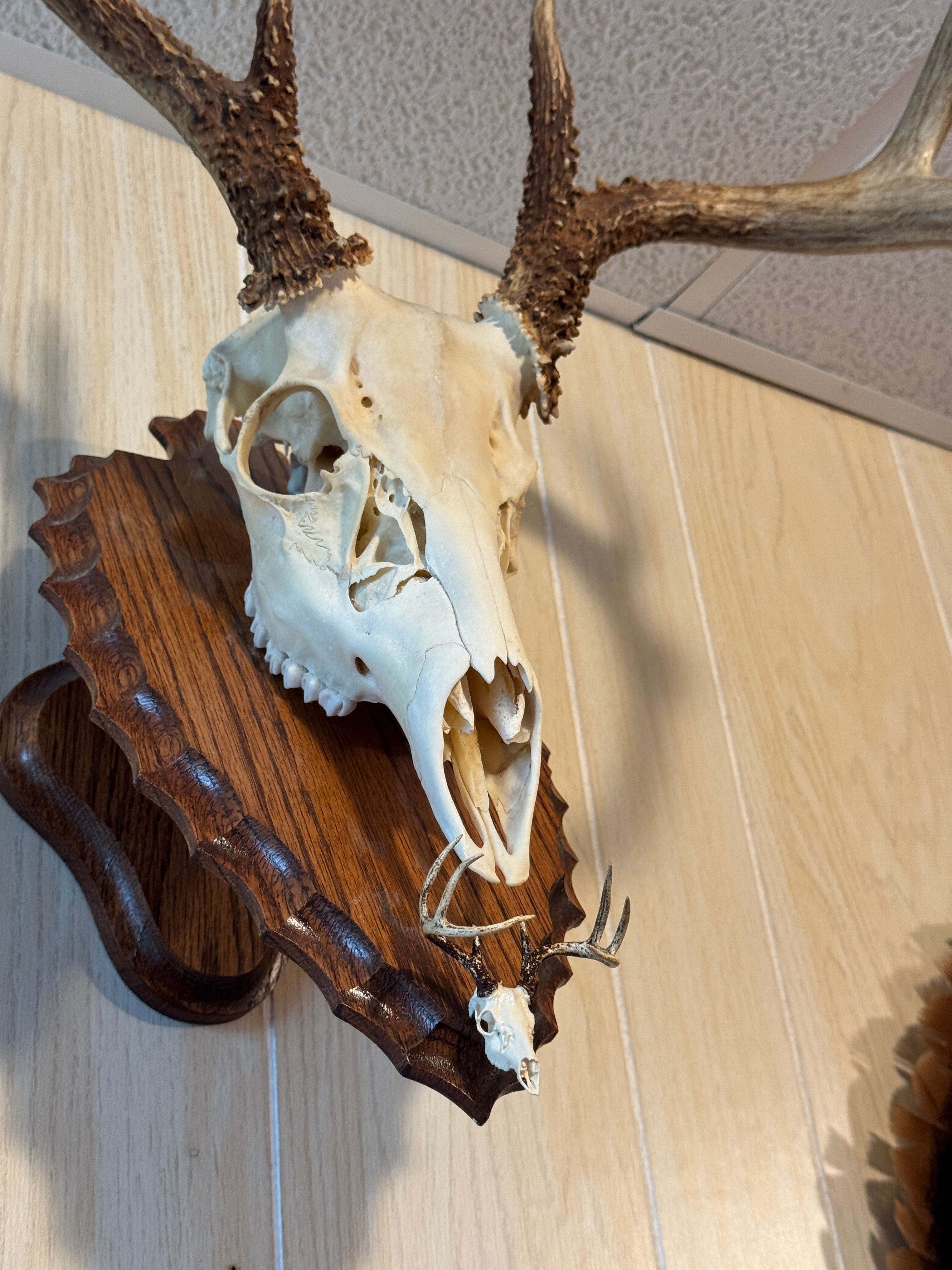 Replicate Your Buck